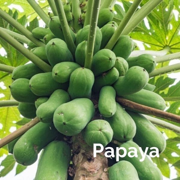 foto papaya